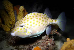 Eastern Smooth Boxfish